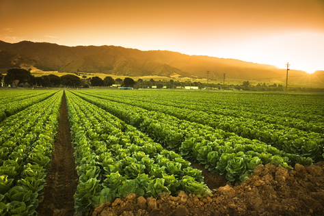 Agricultural and Forest Climatology